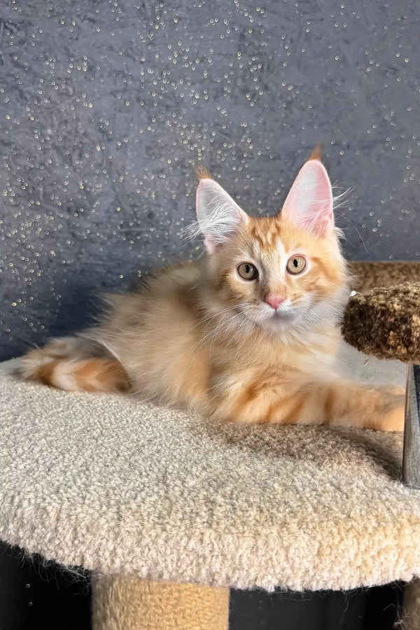 Ray | maine coon kitten