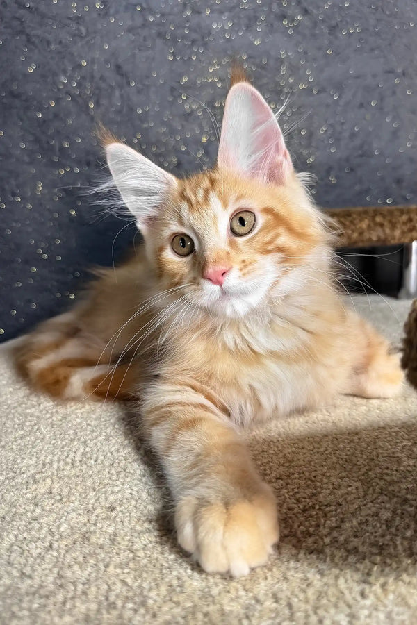 Ray | maine coon kitten