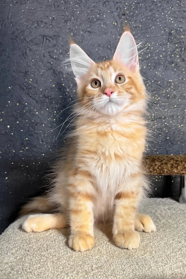 Ray | maine coon kitten