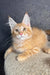 Ray | maine coon kitten