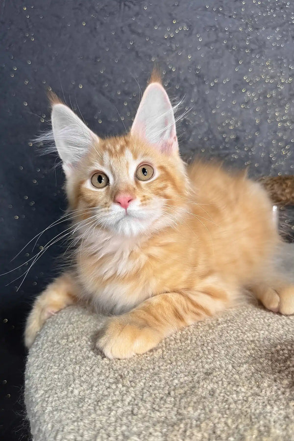 Ray | maine coon kitten