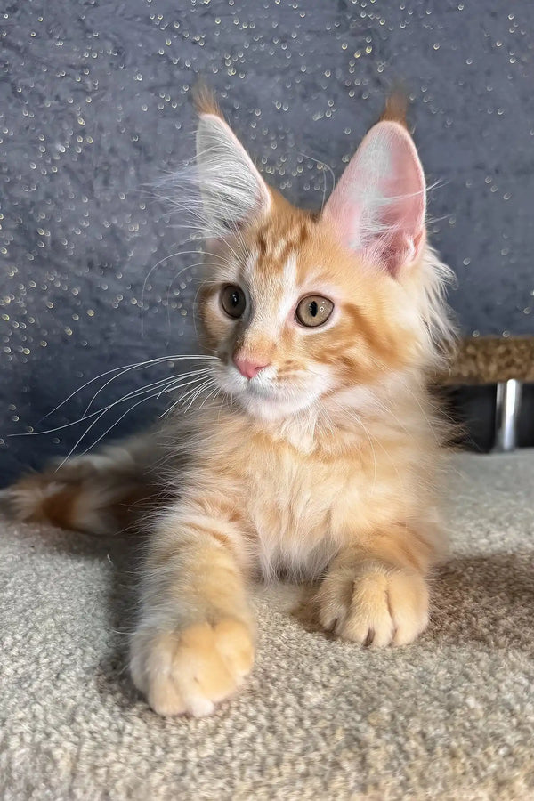 Ray | maine coon kitten