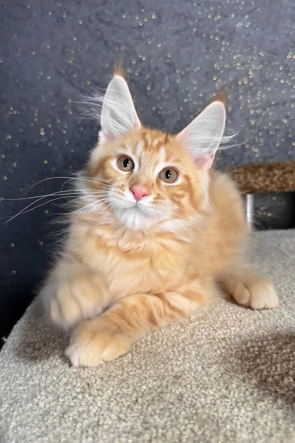 Ray | maine coon kitten