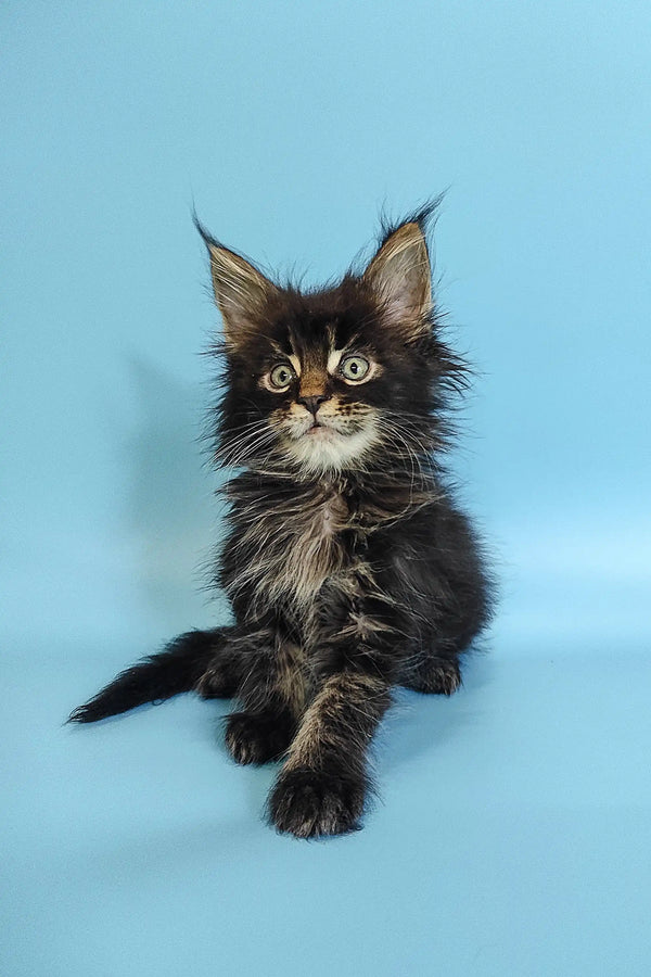 Fluffy Maine Coon kitten Rayan with cute ear tufts and big eyes