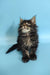 Fluffy Maine Coon kitten named Rayan with cute ear tufts and long fur