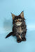 Fluffy Maine Coon kitten Rayan with ear tufts and wide eyes, perfect for cuddles