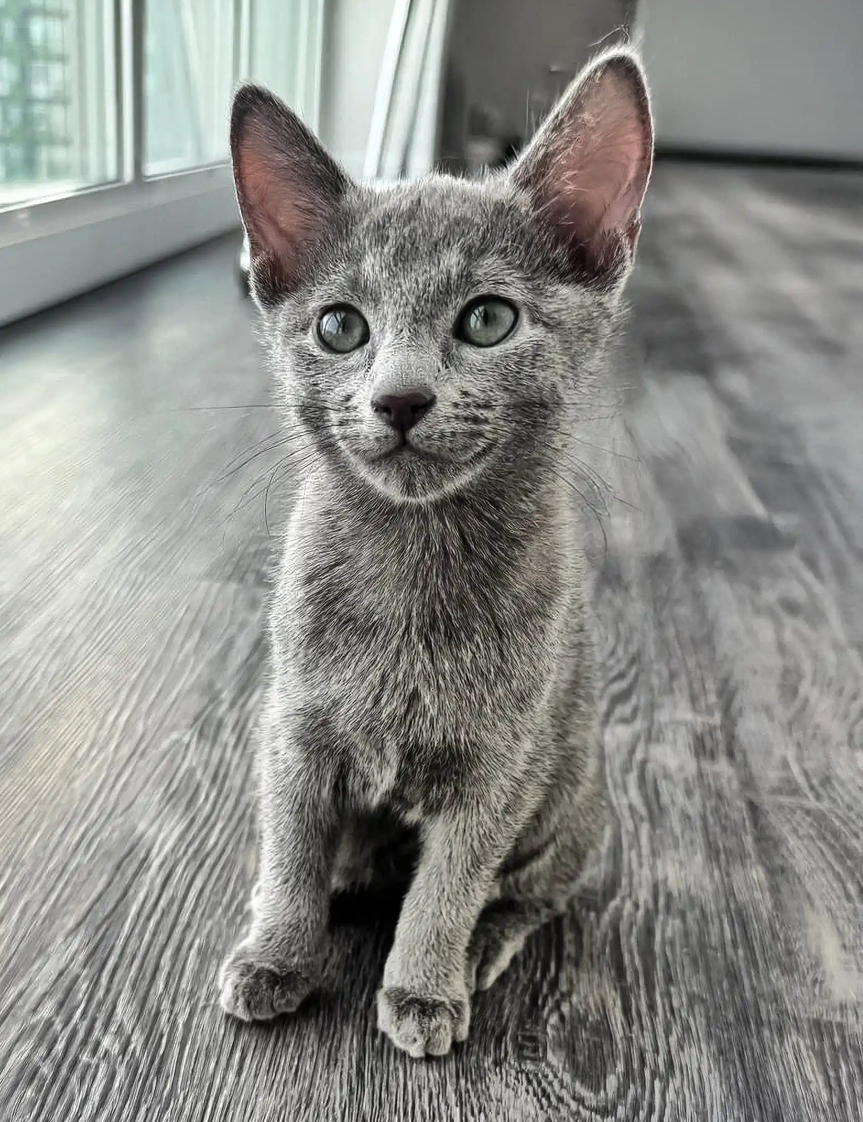 Adorable Russian Blue kitten Rayleigh with green eyes and silky grey fur