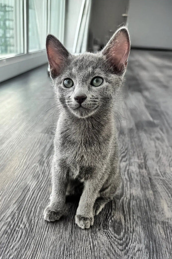 Adorable Russian Blue kitten Rayleigh with green eyes and silky grey fur