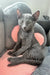 Russian Blue cat relaxing on a cozy pink and gray cushion in Rayleigh collection