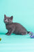 Gray British Shorthair kitten in a cute sideways pose for Rayleigh | Russian Blue Kitten