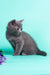 Gray Russian Blue kitten Rayleigh with fluffy coat and alert expression