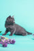 Gray kitten in playful crouching pose, perfect for Rayleigh | Russian Blue Kitten