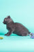 Gray kitten in profile view, showcasing the adorable Rayleigh, a Russian Blue