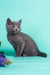 Gray kitten Rayleigh with purple flowers, showcasing adorable Russian Blue charm