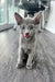 Grey Rayleigh Russian Blue kitten with bright eyes and playful pink tongue out