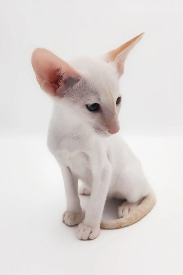 Adorable white Oriental Shorthair kitten named Raymond ready to steal your heart!