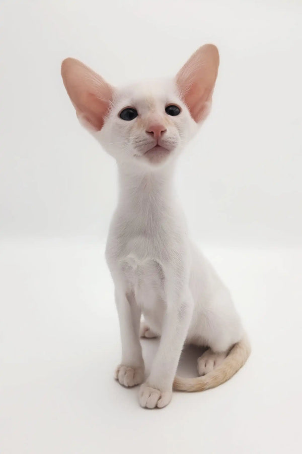 Cute White Oriental Shorthair kitten named Raymond for adoption