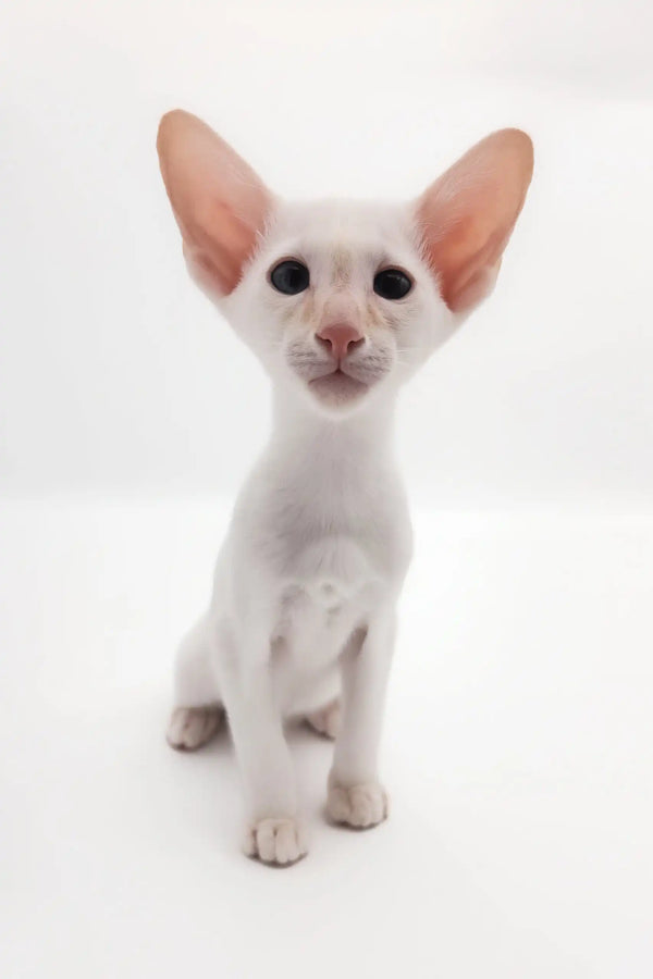 Cute White Oriental Shorthair Kitten from the Raymond product line