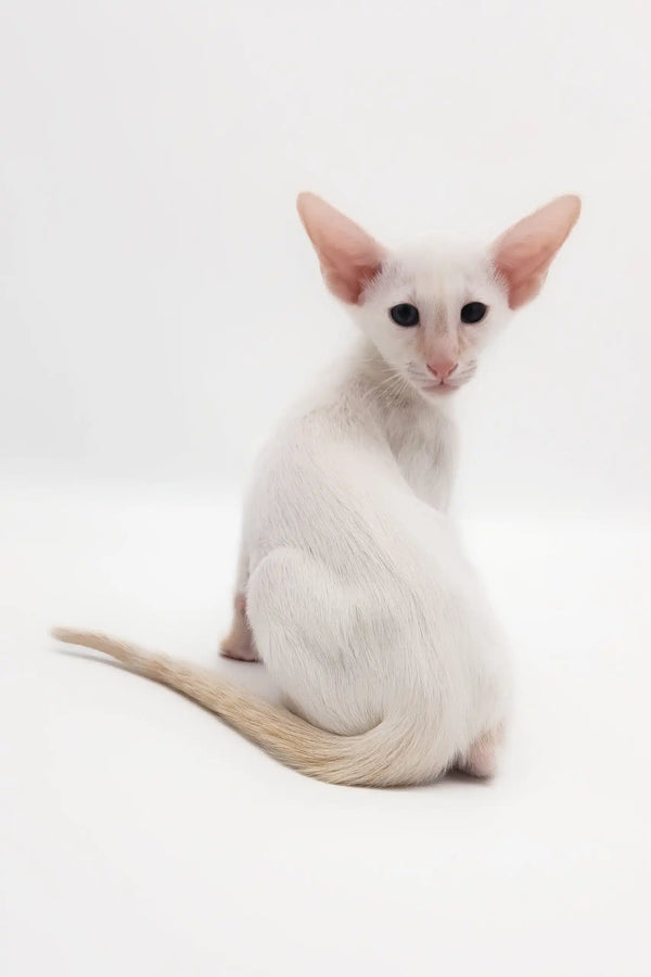Cute White Oriental Shorthair Cat from the Raymond Oriental Shorthair Kitten product