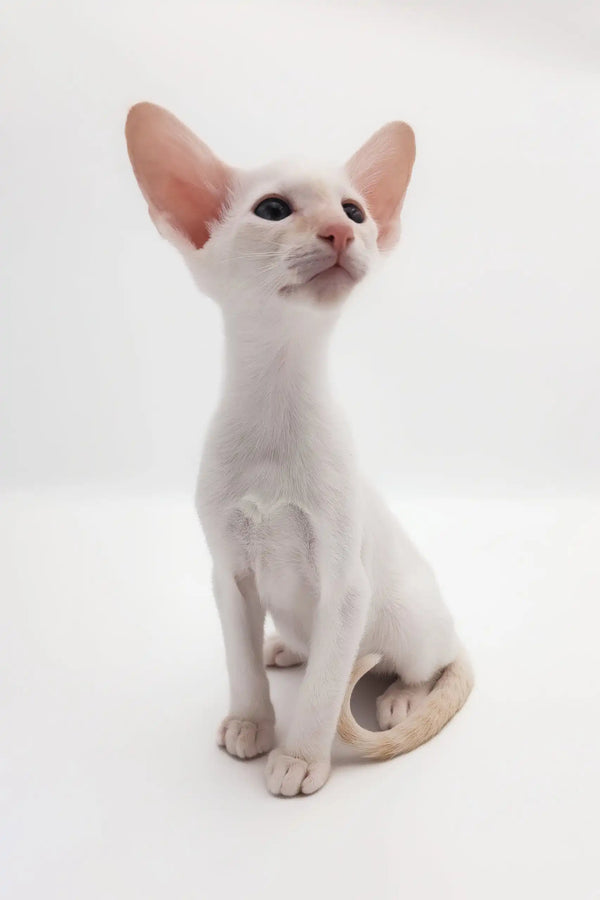 Adorable White Oriental Shorthair kitten named Raymond ready to be loved