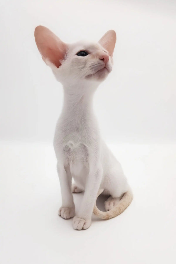 Cute White Oriental Shorthair cat named Raymond in the kitten product line