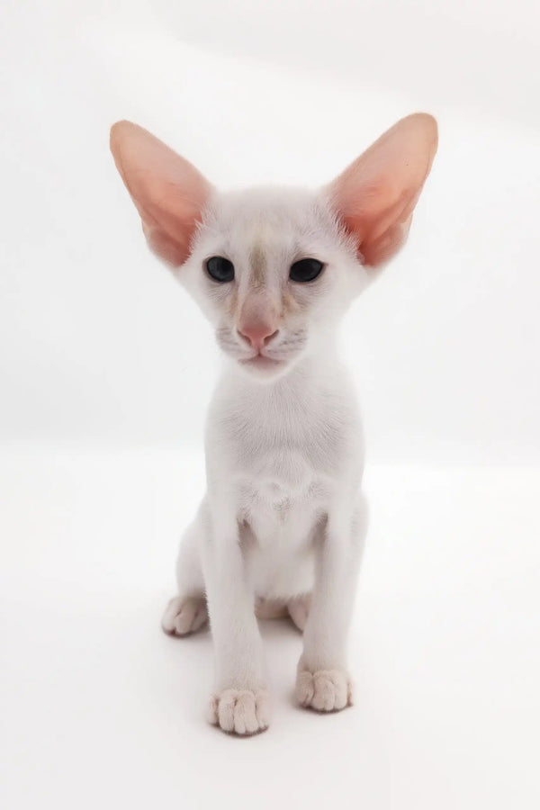 White Oriental Shorthair cat named Raymond in the Oriental Shorthair Kitten product
