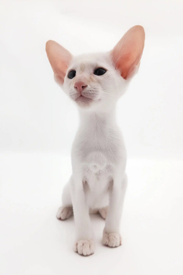 Adorable White Oriental Shorthair kitten named Raymond ready for cuddles and playtime