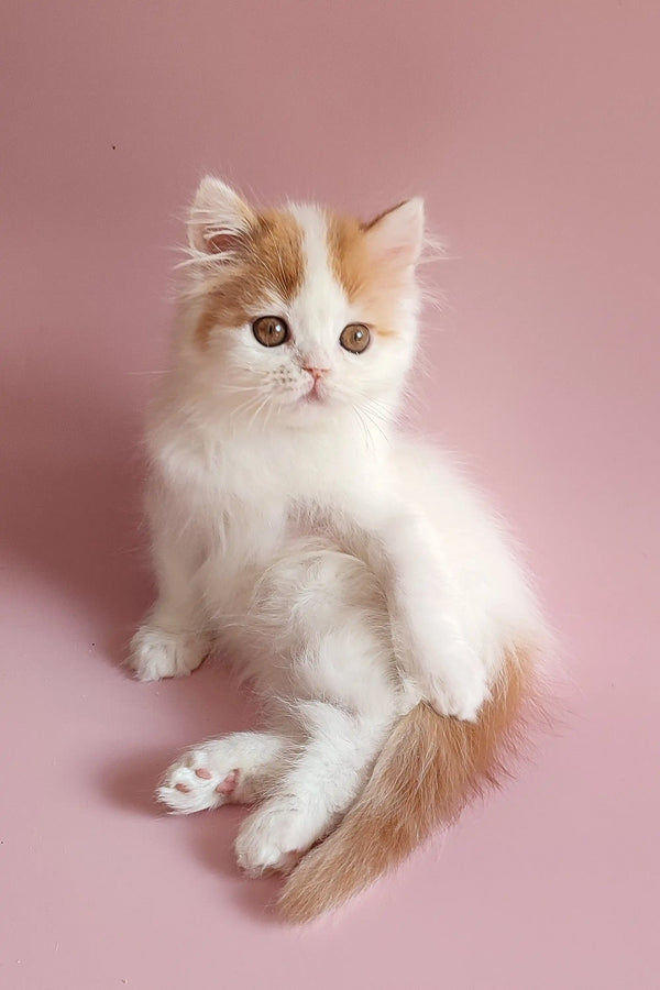 Fluffy white and ginger Scottish Straight kitten sitting upright, perfect for cuddles