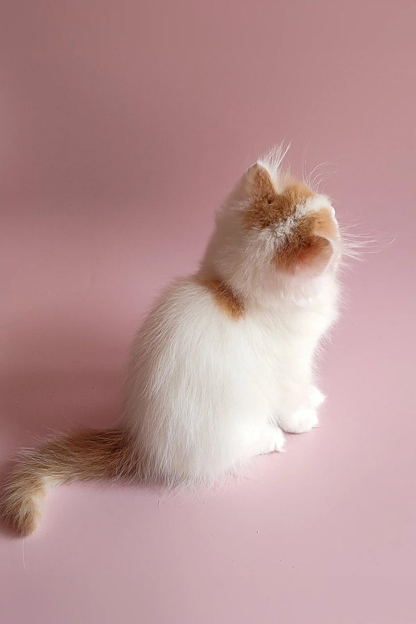 White and ginger Scottish Straight kitten sitting upright with its head tilted back