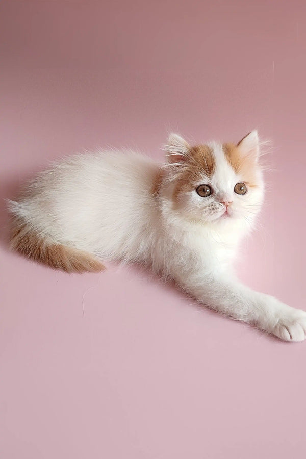 Fluffy white and ginger Scottish Straight Kitten Raymond lounging cutely on its side