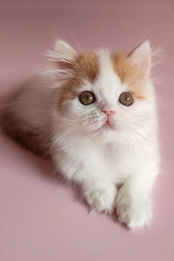 Adorable Scottish Straight Kitten with fluffy orange and white fur and big round eyes