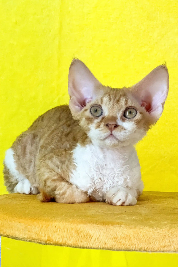 Rebecca | devon rex kitten