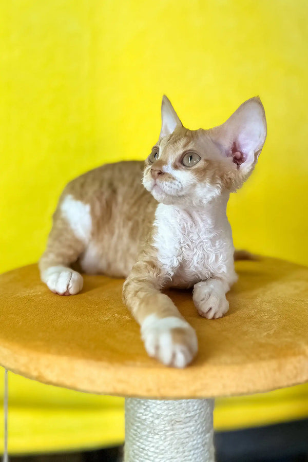Rebecca | devon rex kitten