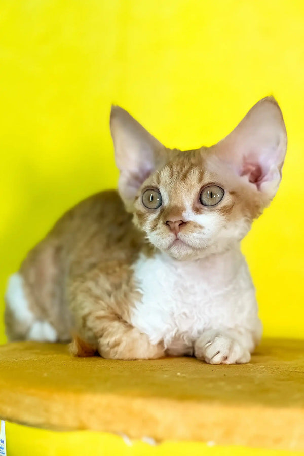 Rebecca | devon rex kitten