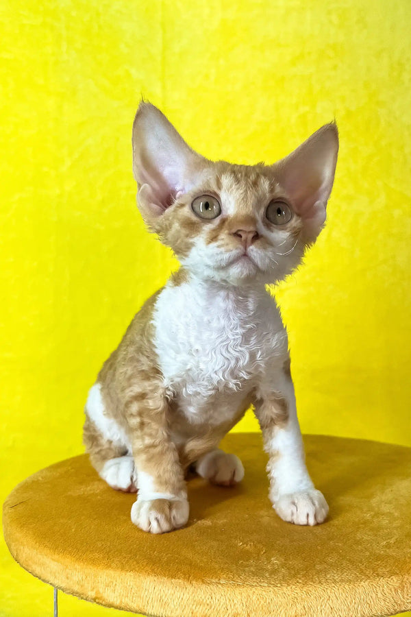 Rebecca | devon rex kitten