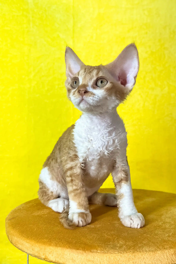 Rebecca | devon rex kitten