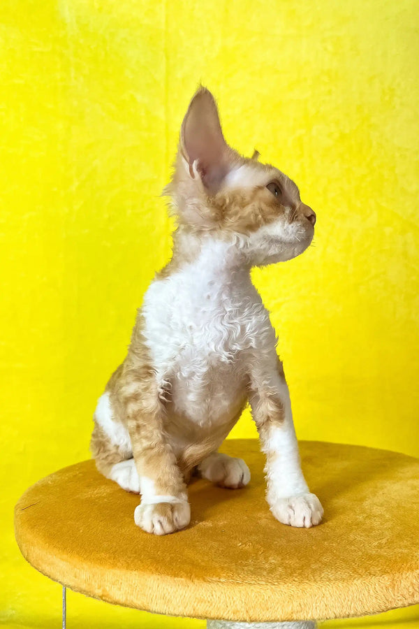 Rebecca | devon rex kitten