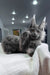 Redford | maine coon kitten