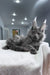 Redford | maine coon kitten