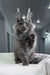 Redford | maine coon kitten