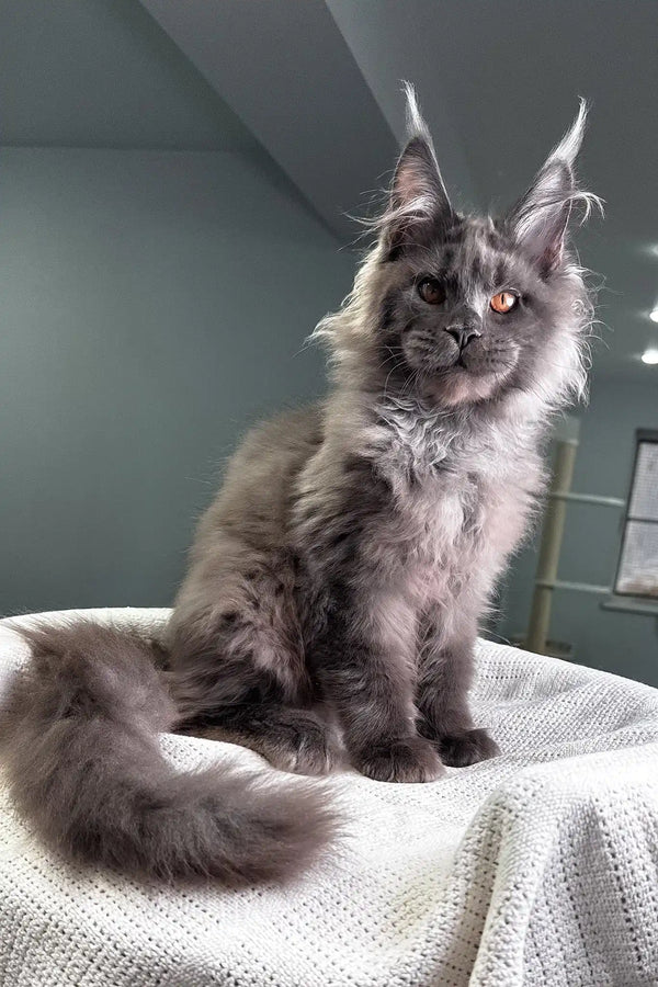 Redford | maine coon kitten