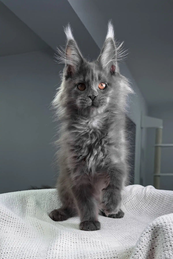 Redford | maine coon kitten