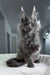 Redford | maine coon kitten