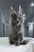 Redford | maine coon kitten