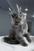 Redford | maine coon kitten