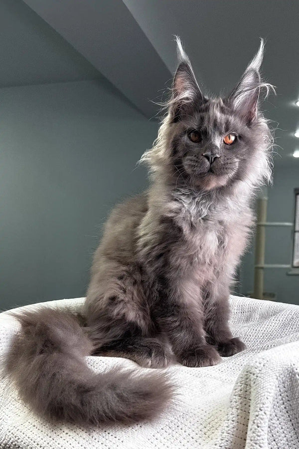 Redford | maine coon kitten