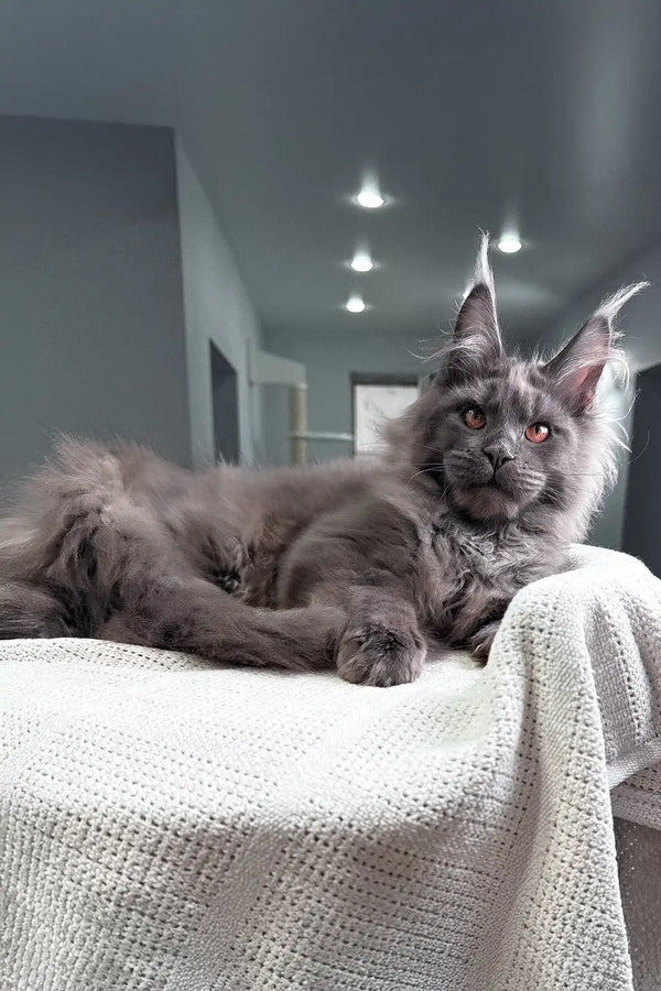 Redford | maine coon kitten