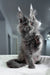 Redford | maine coon kitten