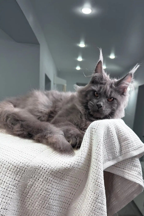 Redford | maine coon kitten