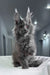 Redford | maine coon kitten